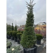 Ялиця корейська 275+ см